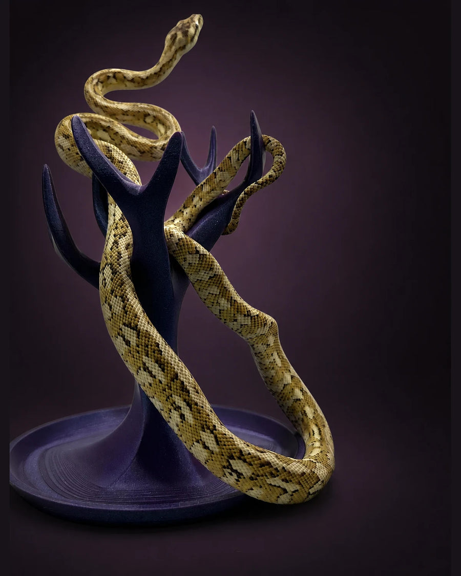 Hypo Carpet Python — Female — 24-546