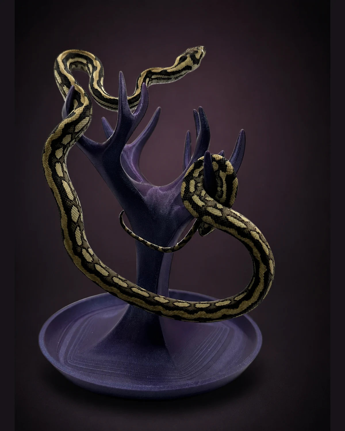 Tiger (pure Coastal) Carpet Python — Male — 25-412