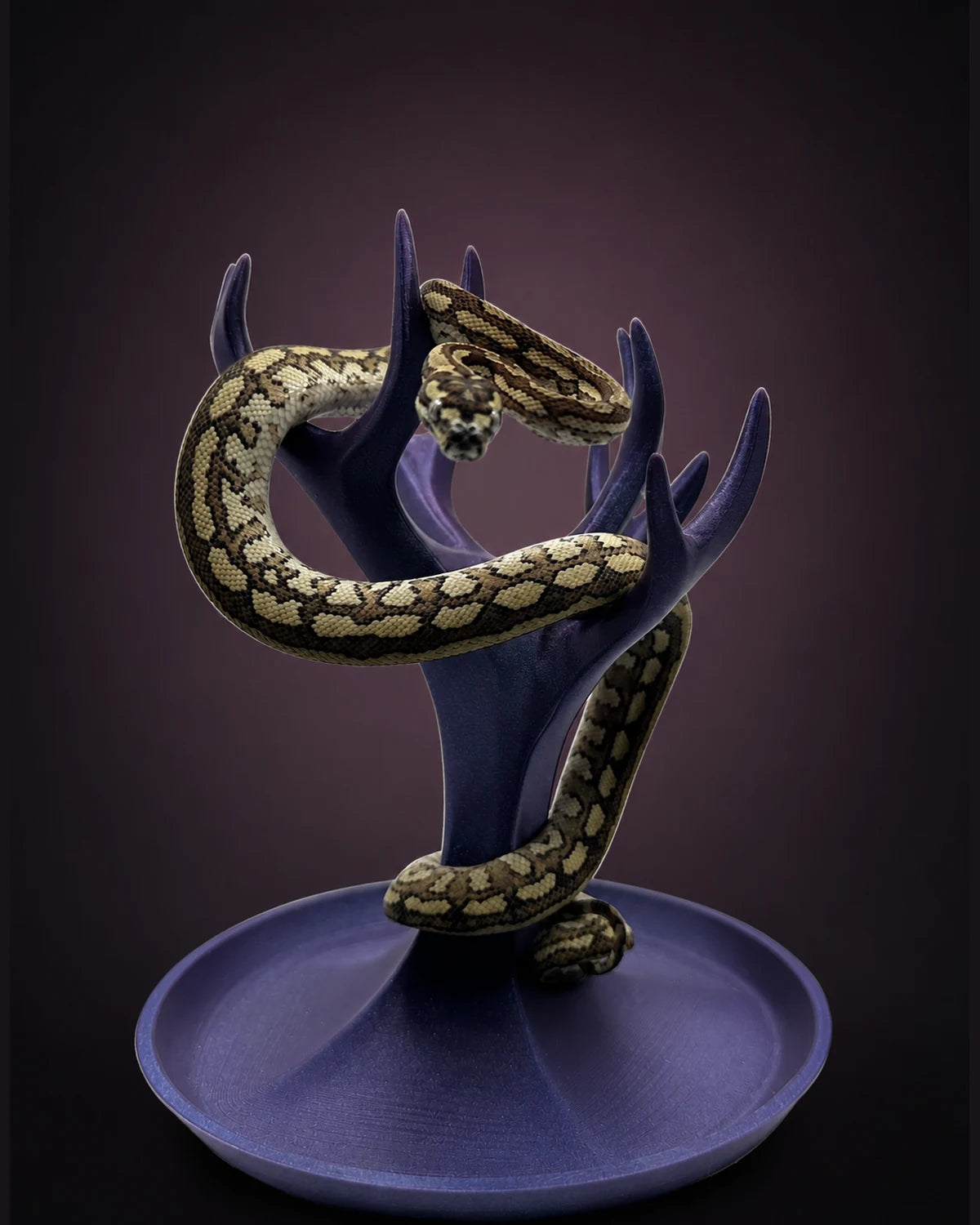 Caramel Tiger (pure Coastal) Carpet Python — Female — 25-697
