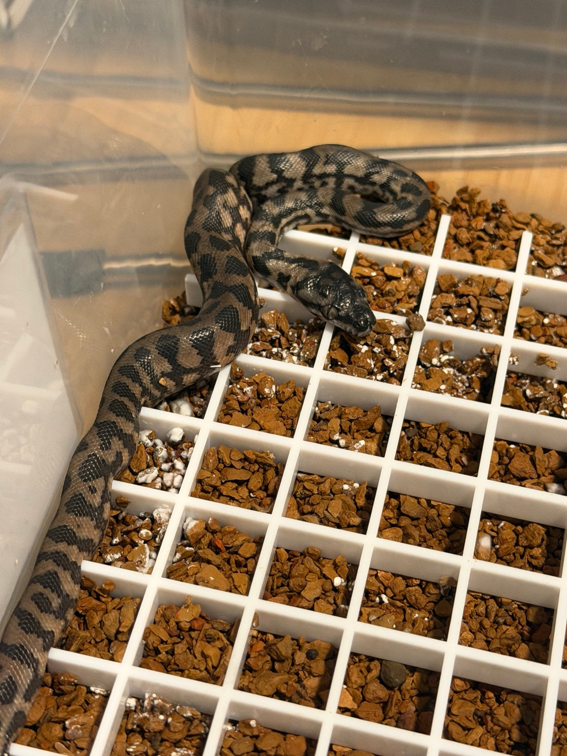 Carpet python