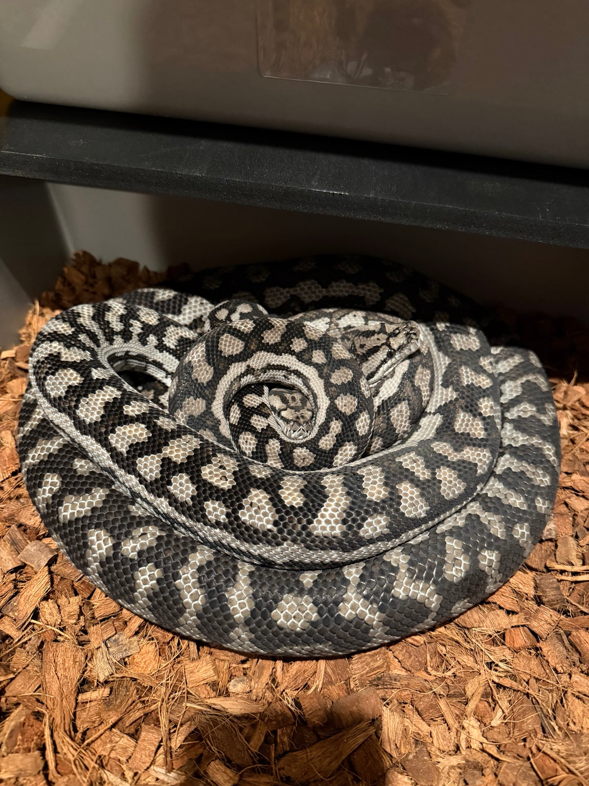 Carpet python