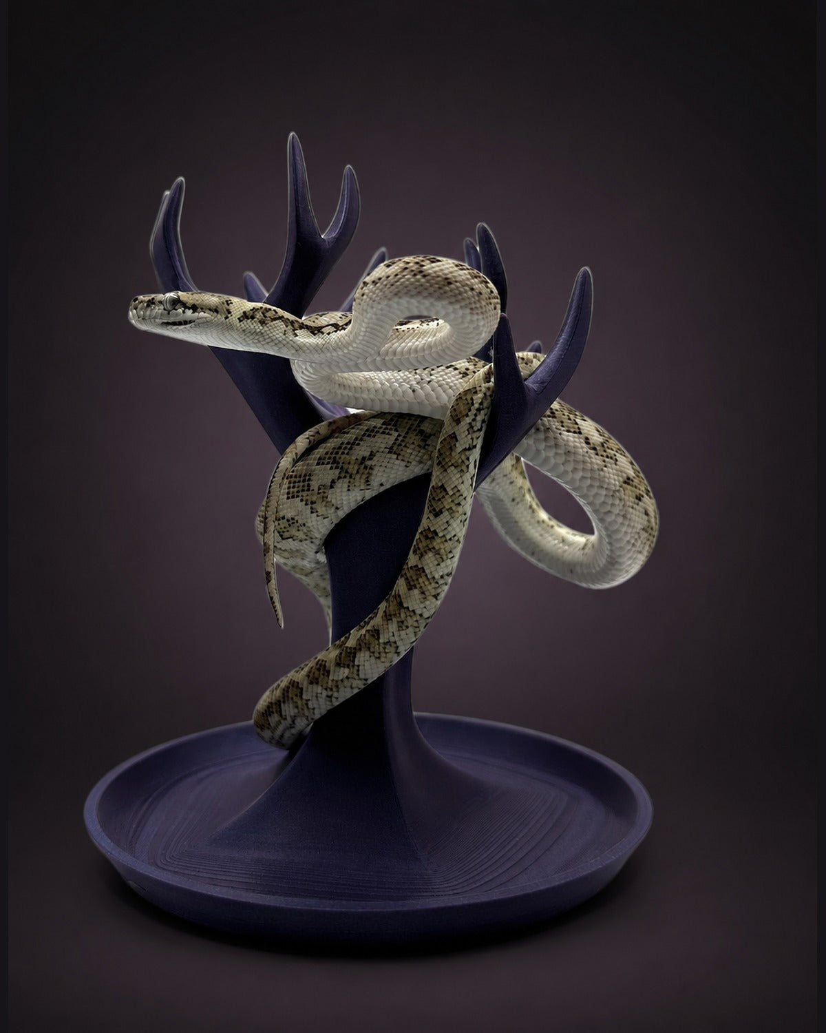 Ghost Carpet Python — Male — 24-152