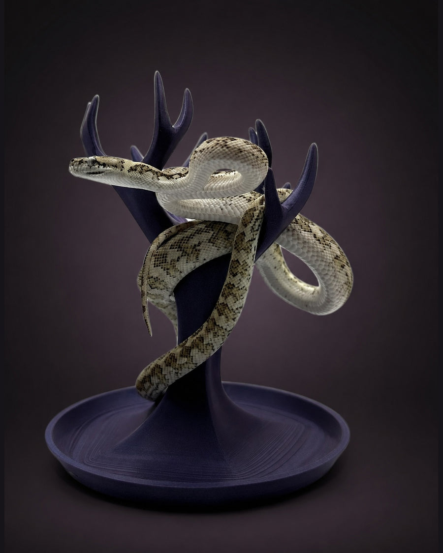 Ghost Carpet Python — Male — 24-152