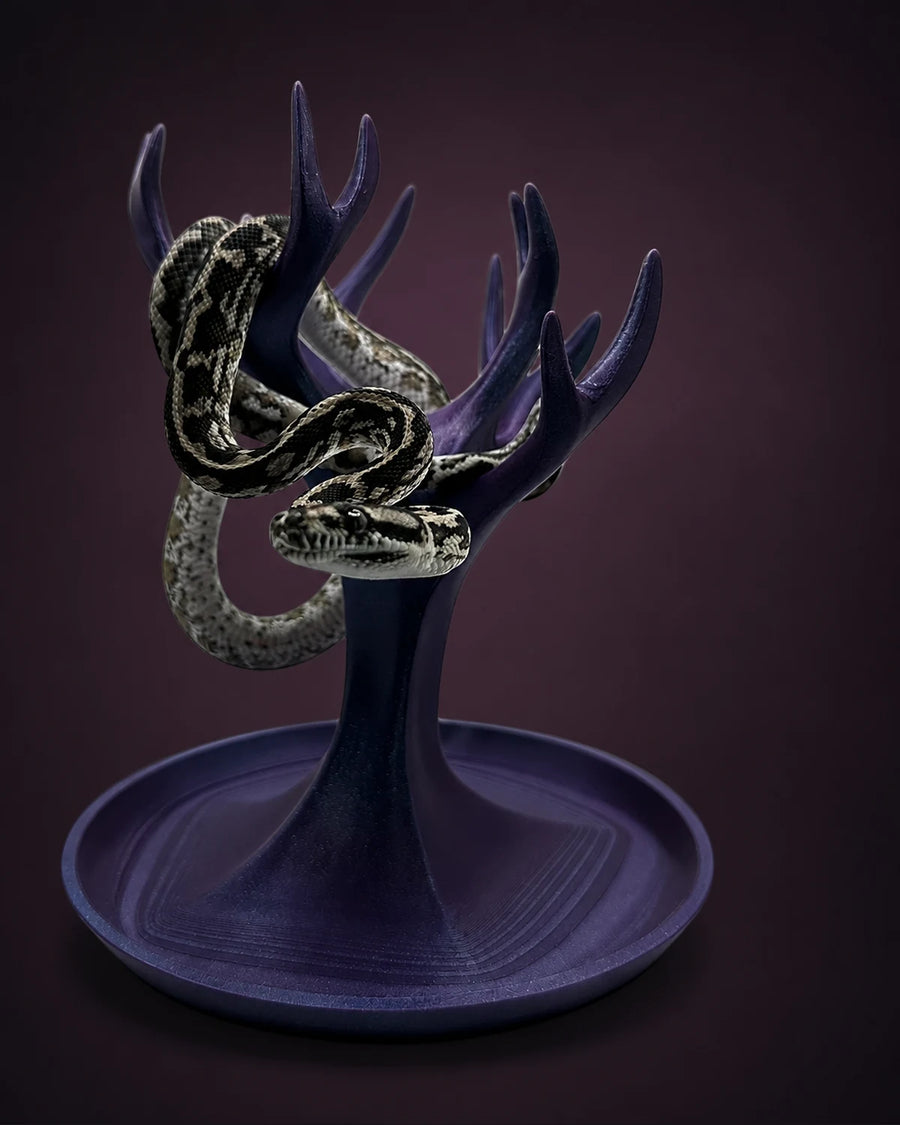 Axanthic het Granite Carpet Python — Male — 24-273