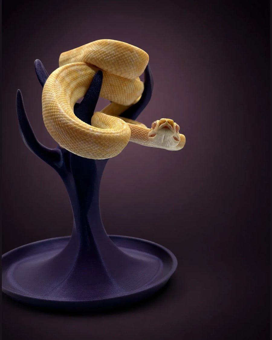 Sunglow Carpet Python — Female — 24-460