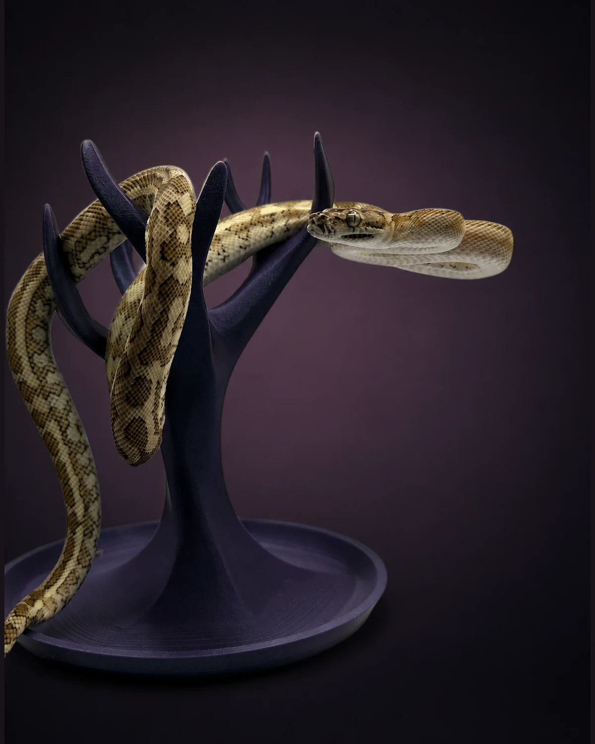 Hypo Carpet Python — Female — 24-471