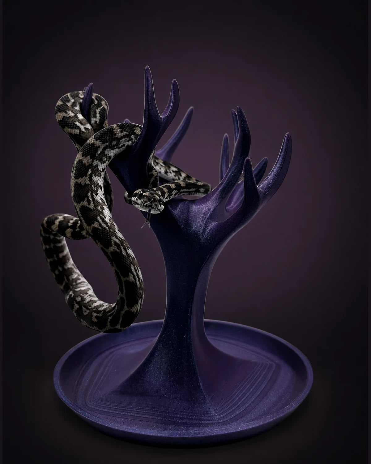 Axanthic het Granite Carpet Python — Male — 25-274