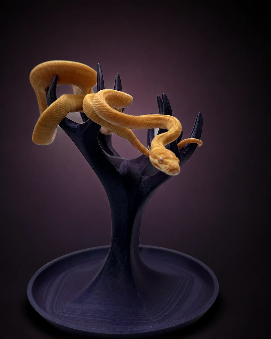 Albino (pure Darwin) Carpet Python — Male — 25-434