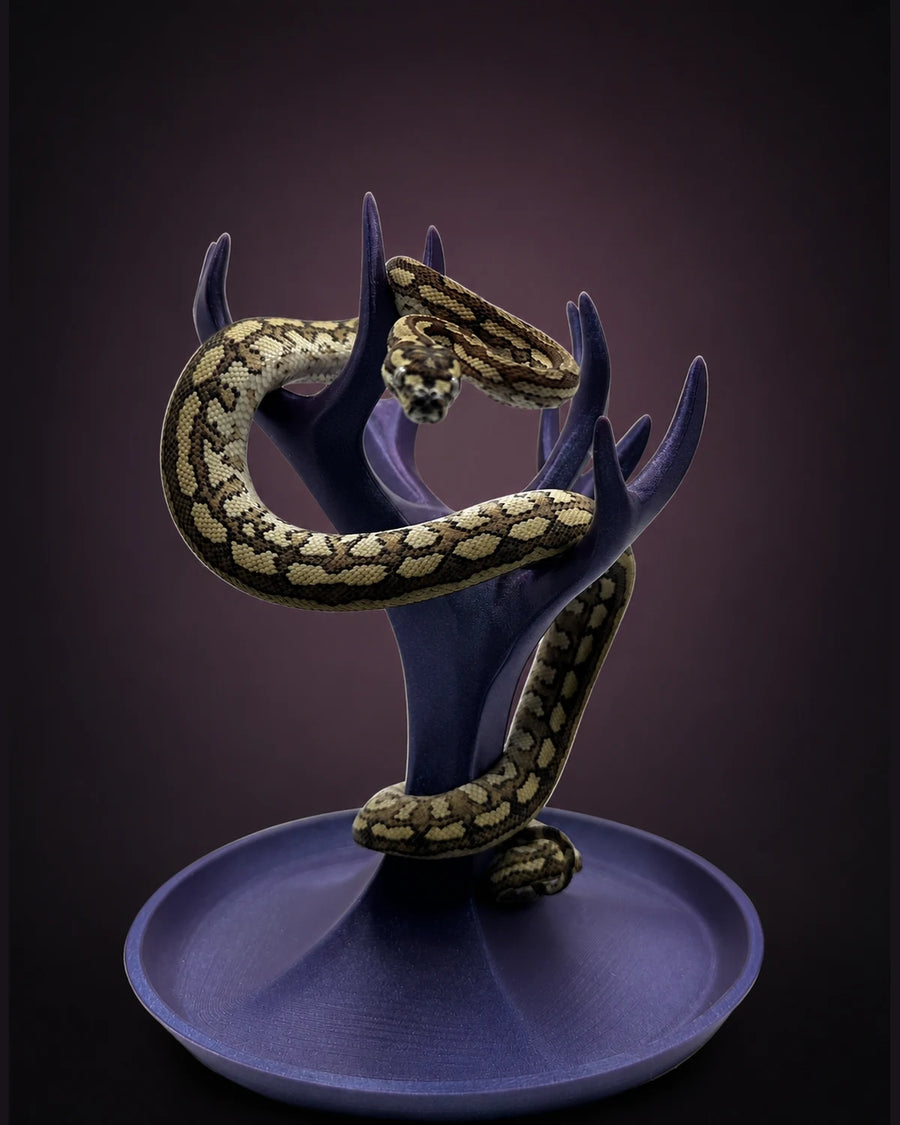 Caramel Tiger (pure Coastal) Carpet Python — Female — 25-697