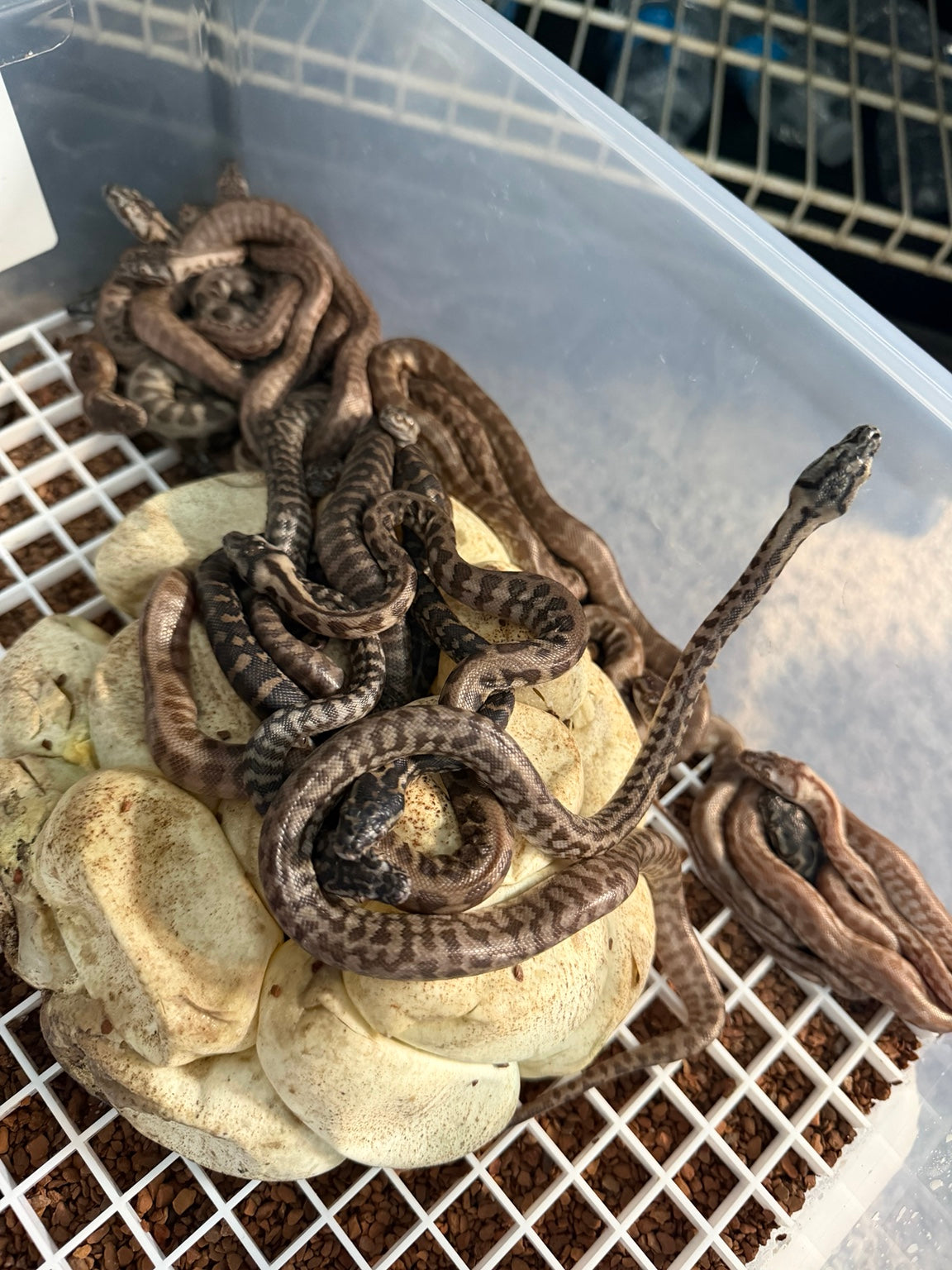 Carpet python