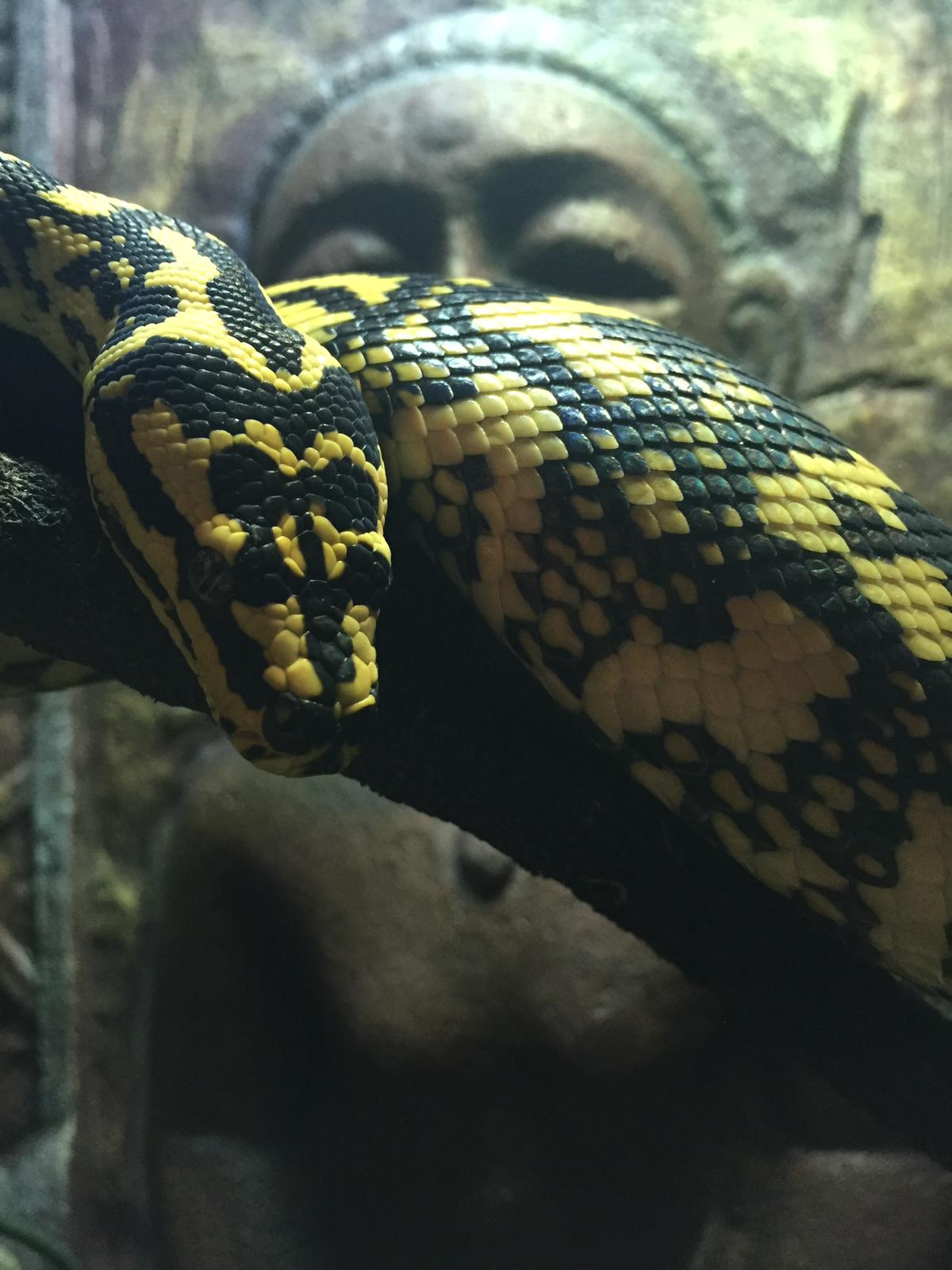 Carpet python