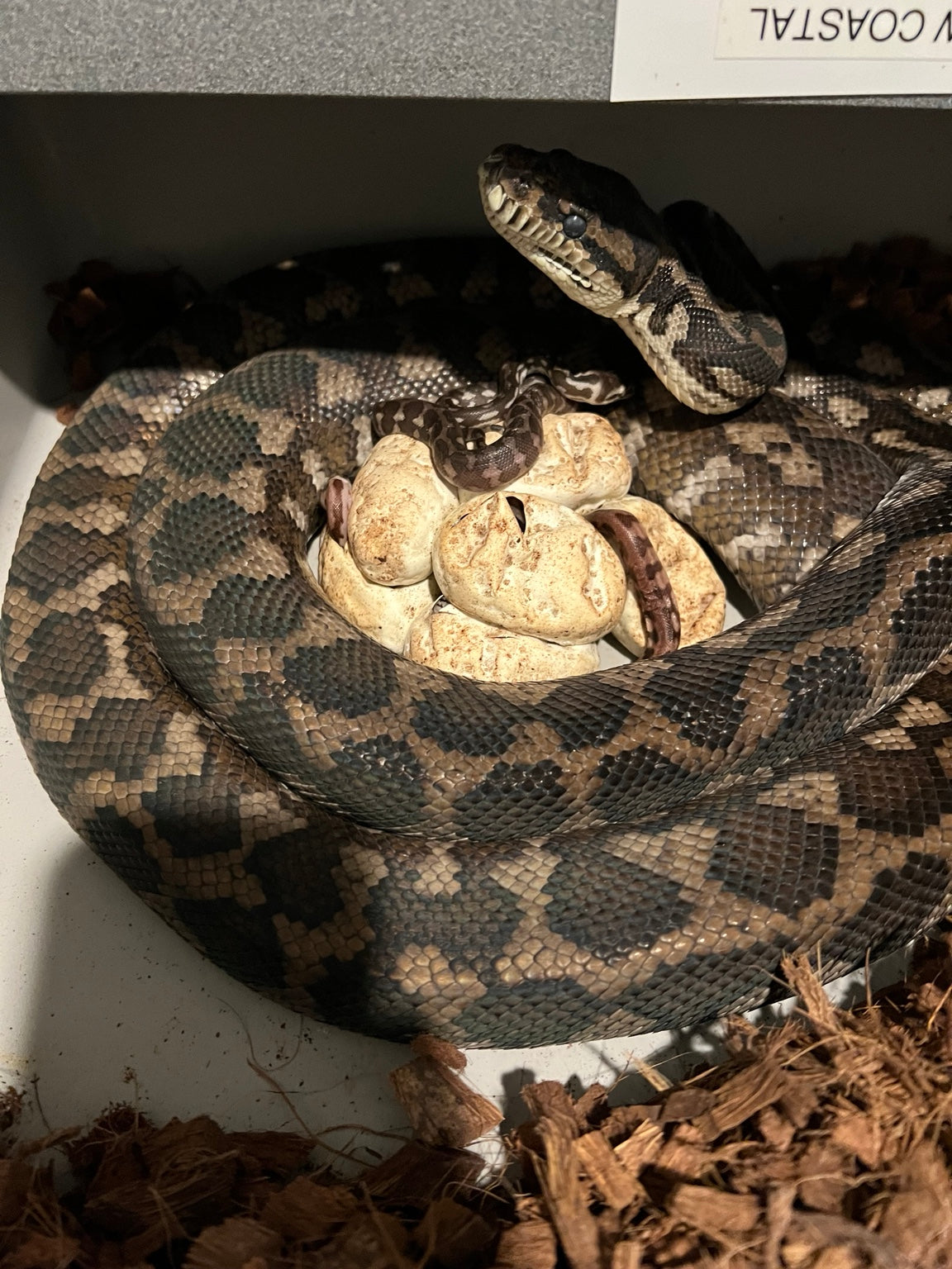 Carpet python