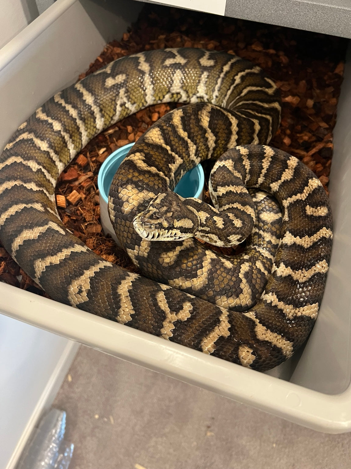 Carpet python